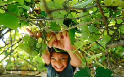 How to rake your way into the future of presales (part 2)