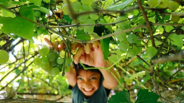 How to rake your way into the future of presales (part 2)